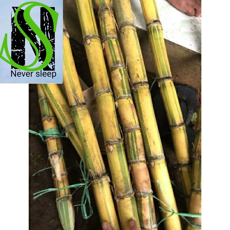 

Promo Tebu Kuning Segar Konsumsi Bisa untuk Bibit 1 kg