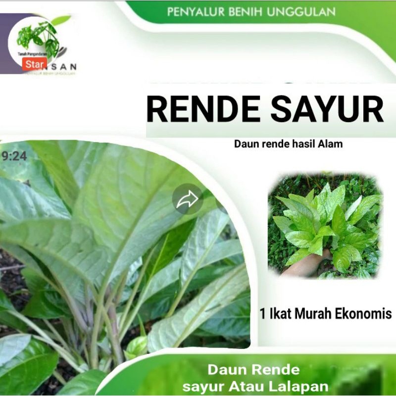 

Daun Lalapan Rende Segar, Daun Rende Lalapan Pres