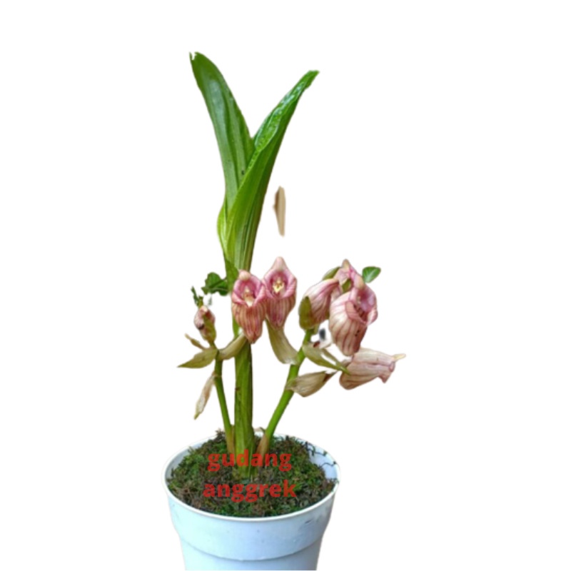 Acanthephippium javanicum anggrek tanah berbunga wangi