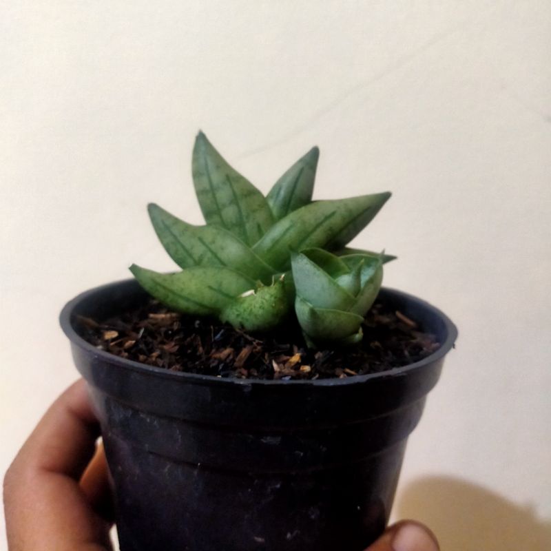 sansivera boncel new clone