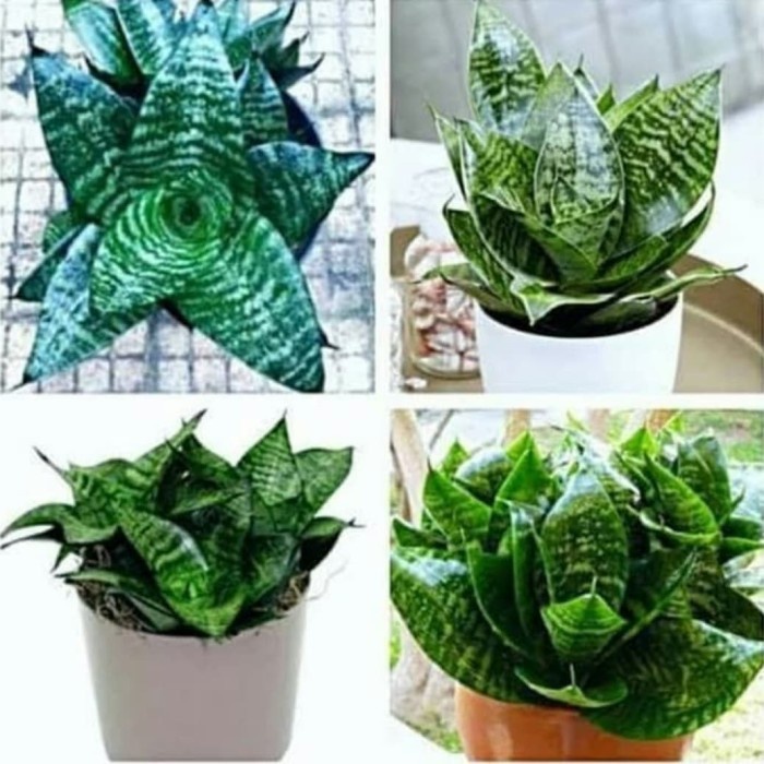 Tanaman lidah mertua mini/Sansevieria kodok