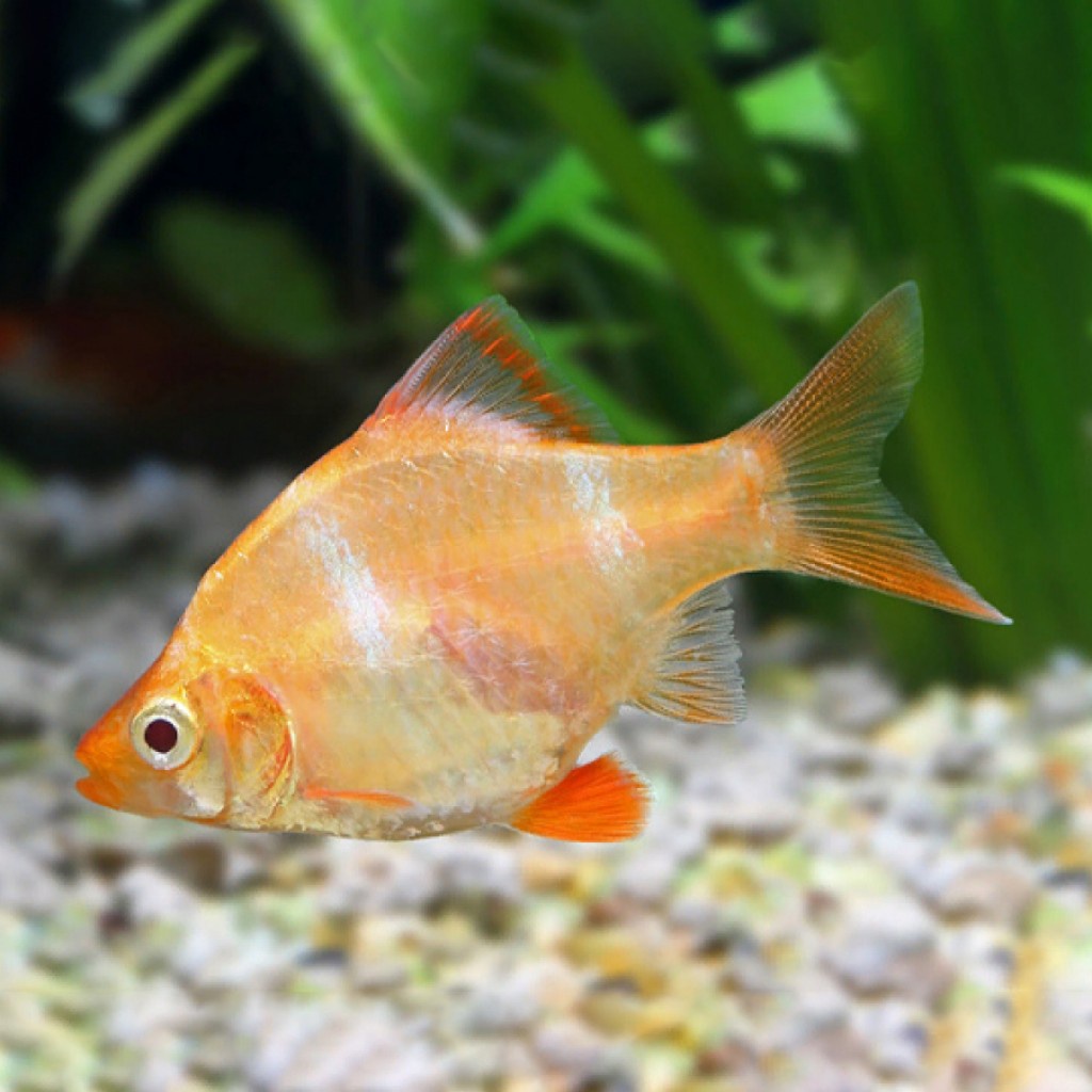 Sumatera Albino / Sumatra Albino Tiger Barb / Ikan Hias Aquascape