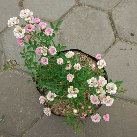 Bibit Tanaman Hias Mawar Baby Rose / Mawar Mini Sudah Berbunga