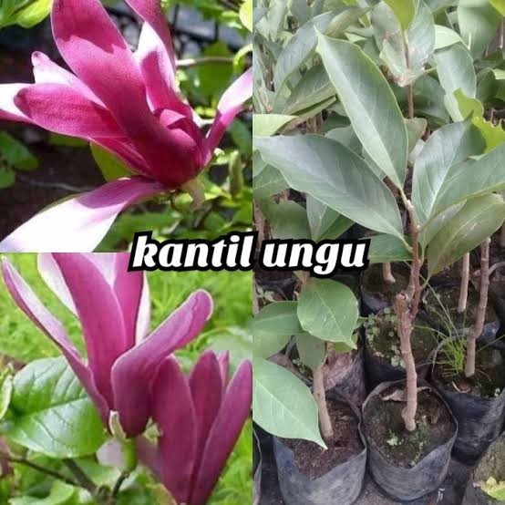 Bibit Bunga Kantil Ungu / Cempaka Ungu