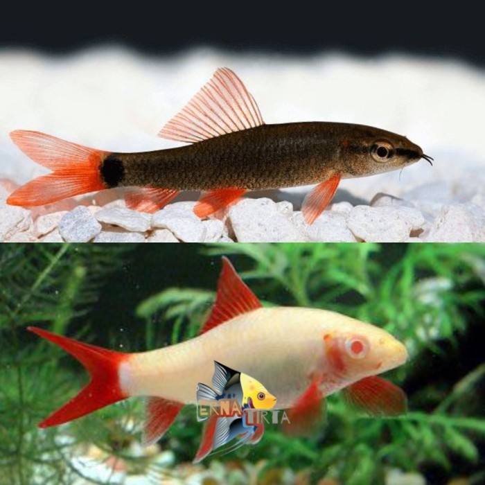 Pembersih aquascpe Redfin shark / Redfin Shark Albino
