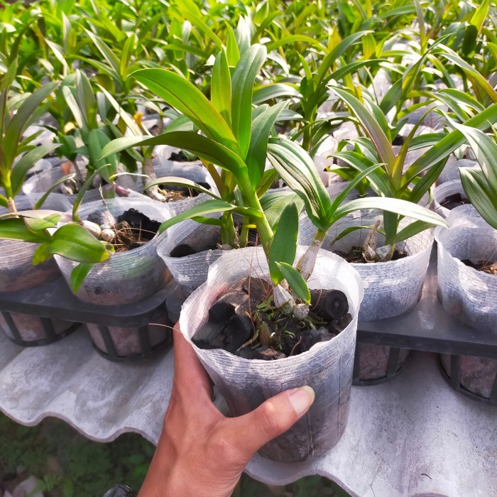 Murah Anggrek Dendrobium yaya compactum dewasa