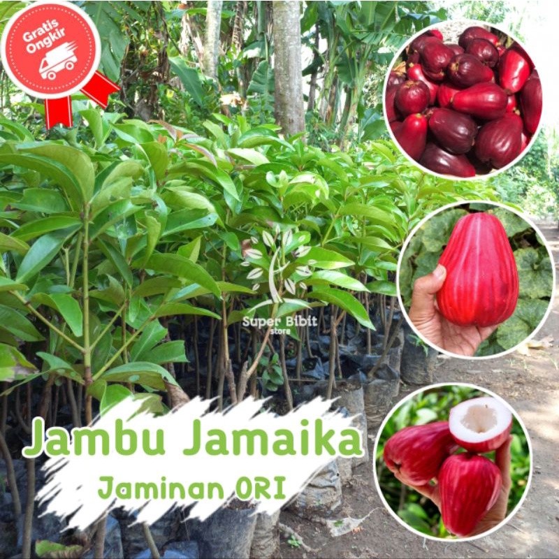 Bibit  Tanaman Jambu Jamaika Asli Cepat Berbuah Original