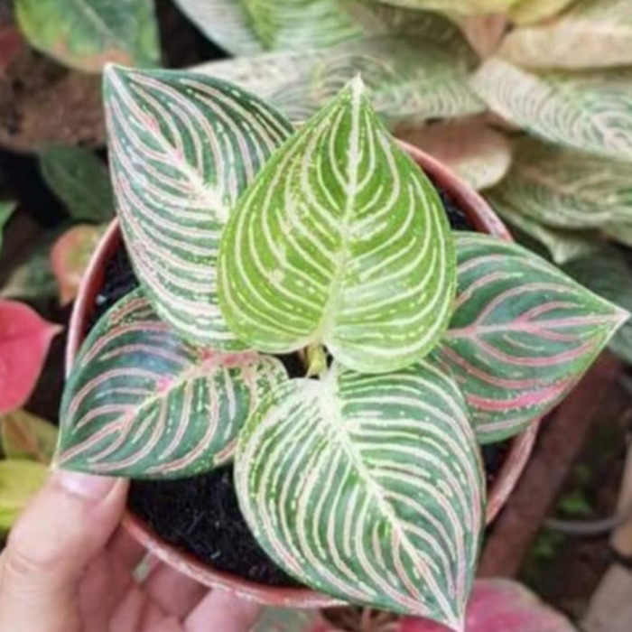 tanaman bibit aglonema golden hope