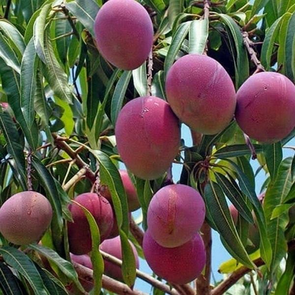 Bibit tanaman buah mangga Irwin tinggi 1 meter Unggul