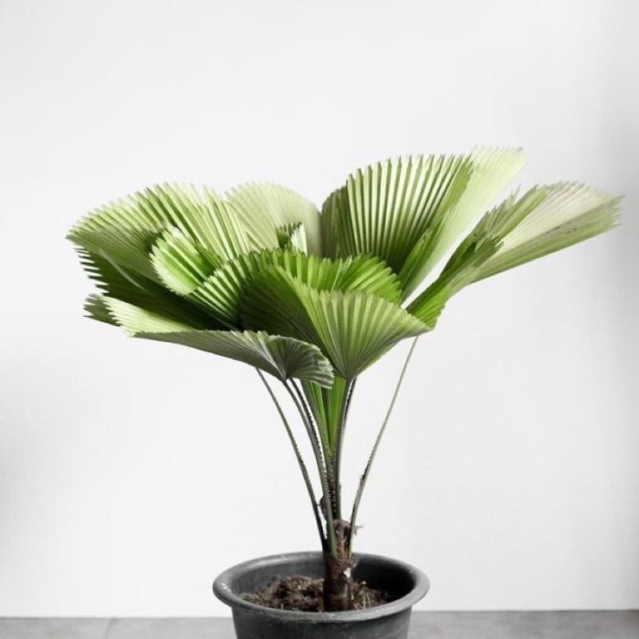Tanaman Hias Indoor - Pohon Palem Kipas Lady Palm (Rhapis Excelsa) Terbaru