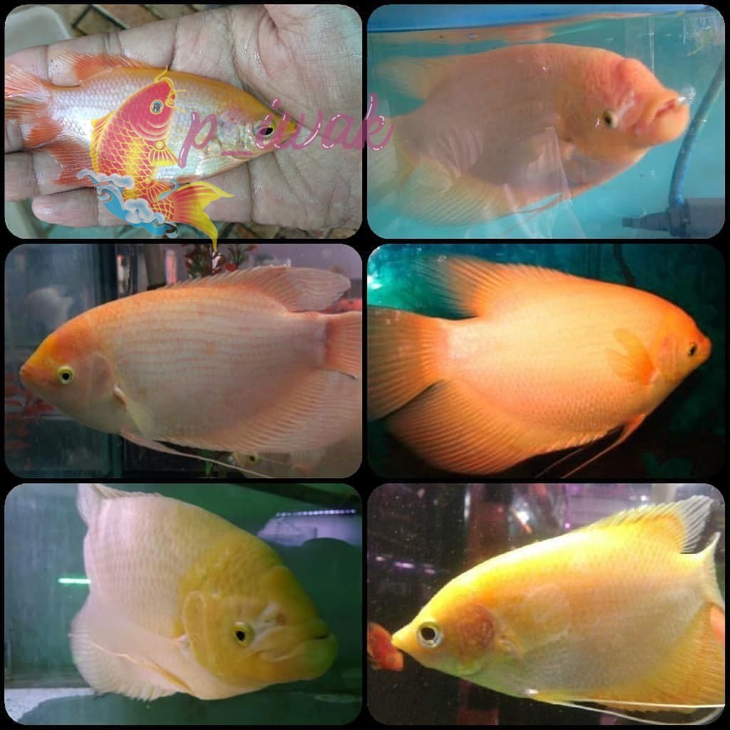 akuarium hiasan gurame padang 2 3 jari gen albino jenong