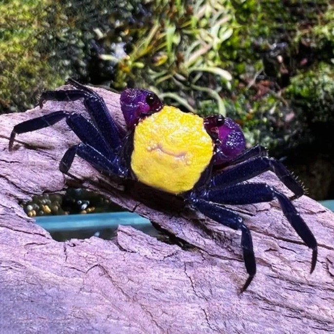 Kepiting Lemon Vampire Crab Geosesarma / Kepiting Kuning / Vampire Crab