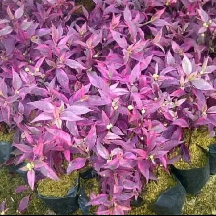 Tanaman hias bunga erfah - bayam merah