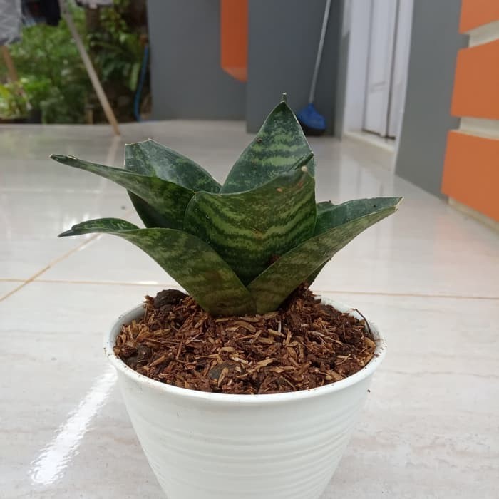 Promo sensiviera/lidah mertua mini plus pot