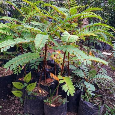 Termurah Bibit Pohon Turi Merah - Tanaman Herbal valid