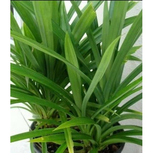 

TERMURAH Baru Promo Daun Pandan wangi segar