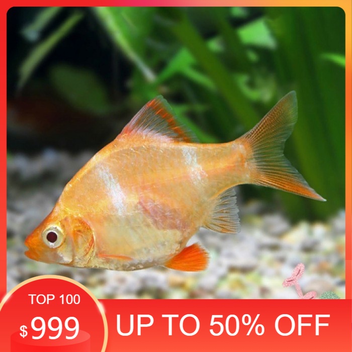 singletank Sumatera Albino / Sumatra Albino Tiger Barb /  Hias Aquascape