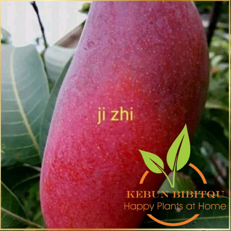 bibit mangga ji Zhi asli import