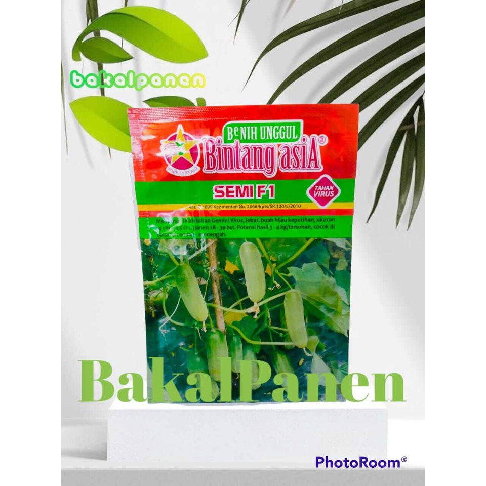 benih bibit timun baby/lalap Semi F1