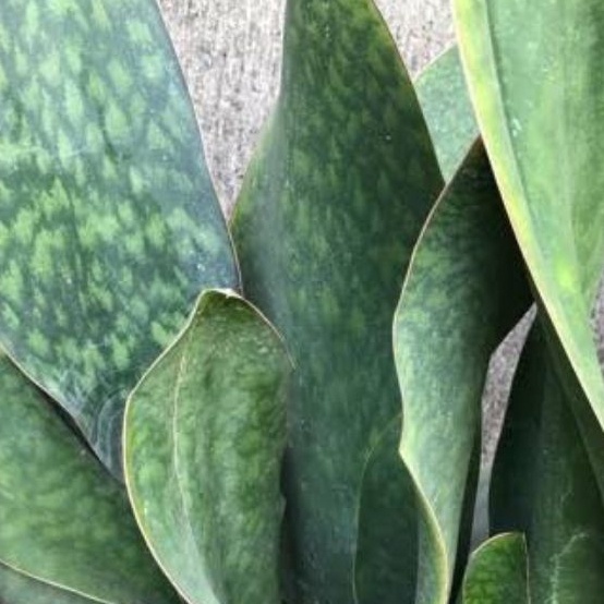 sansivera giant masoniana / snake plant