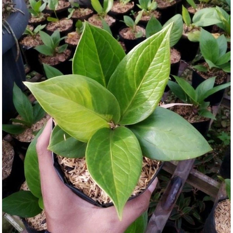 ( TERMURAH) Anthurium Jenmani Tanaman Hias Anthurium Jenmani - Bunga Hias Indoor