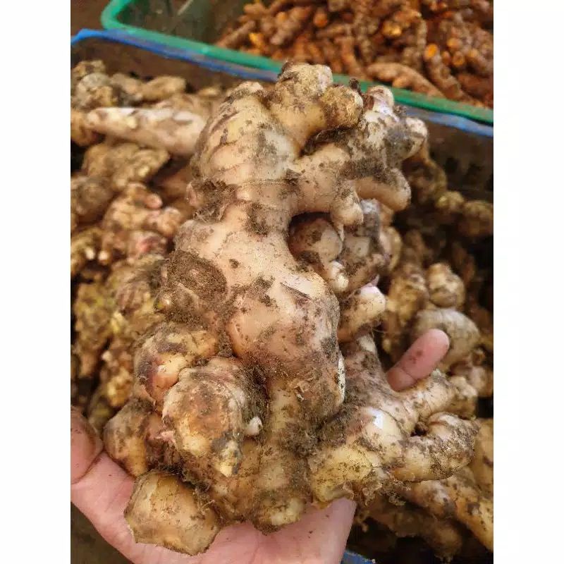 

New Promo 1KG JAHE GAJAH PUTIH FRESH SEGAR ALAMI / WHITE GINGER Bisa COD