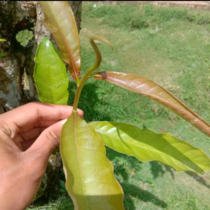 isi 50 gram pucuk daun putat segar  buat lalap