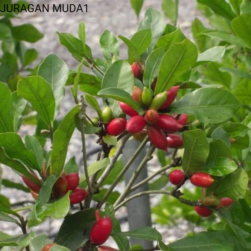 Bibit Miracle fruit | Buah ajaib sudah berbuah