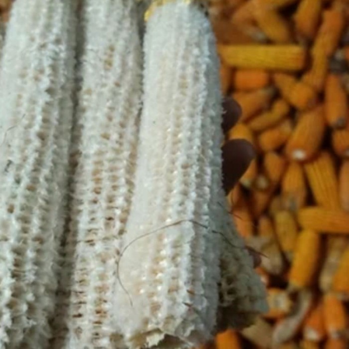 

Bonggol Jagung 1 Kg Janggel Jagung Alternatif Pakan Ternak Media Jamur