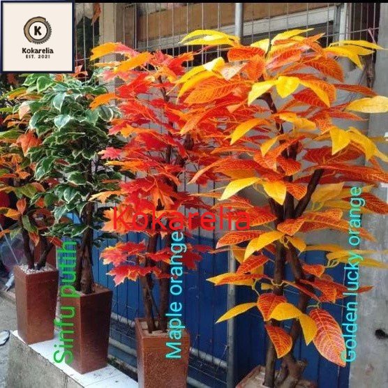 bonsai sinfu/aneka bonsai #bonsai plastik