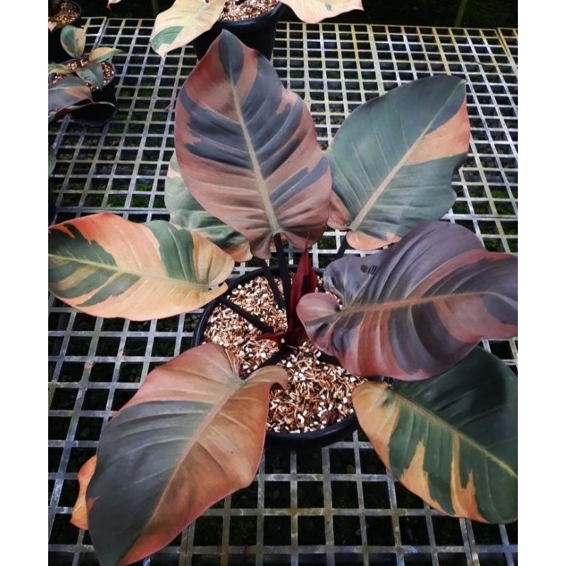 pilodendron black kardinal varigata