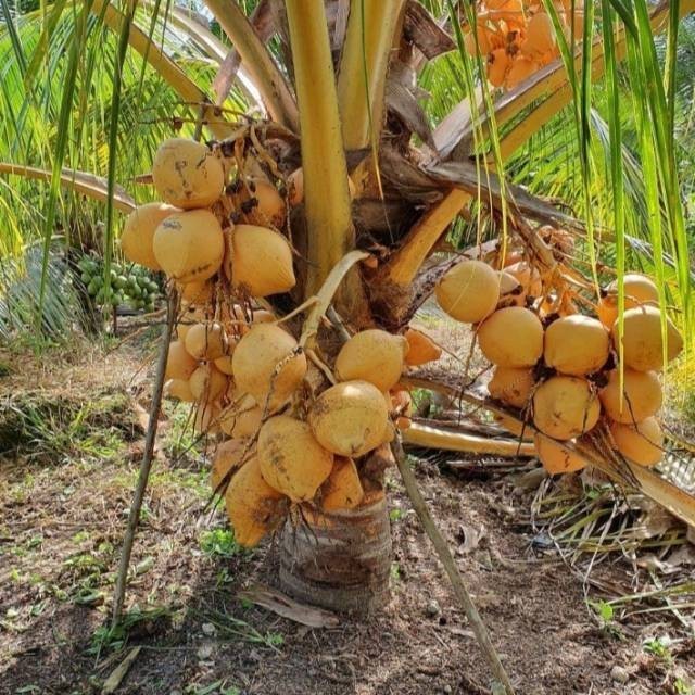 Bibit Kelapa Gading Oren Genjah Pendek Siap Berbuah Cepat