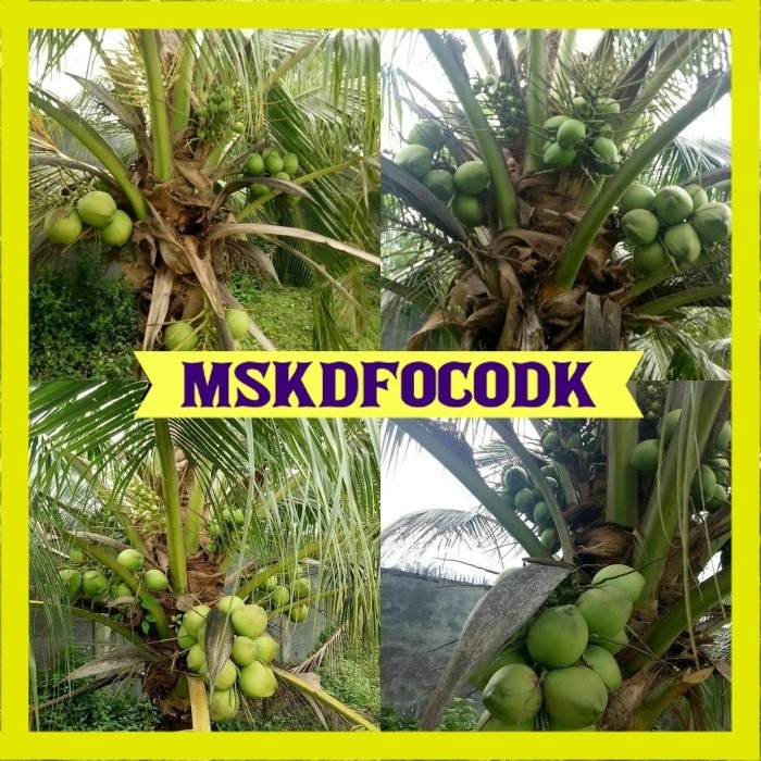 Bibit kelapa pandan wangi thailand asli import 1000%