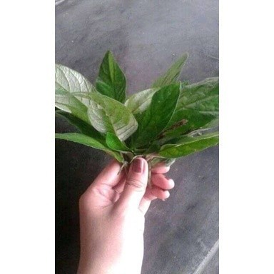

Promo Daun reundeu segar(250gram) COD