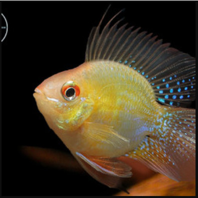 Ikan Balon Gold Ramirezi Ikan Hias Aquarium Aquascape Per Ekor