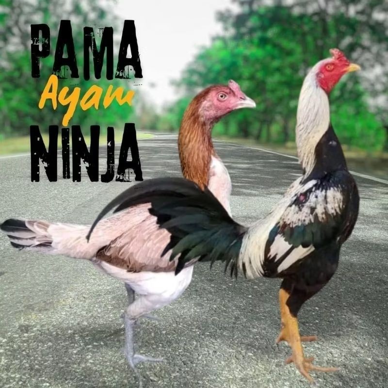 

telur ayam pama ninja original bisa untuk di tetaskan