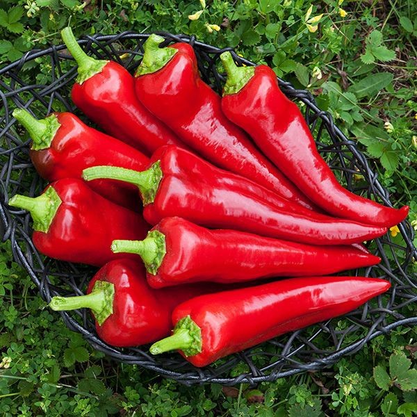 

20 Cabe RED ITALIAN PEPPER, ukuran jumbo -Benih/Biji Repack