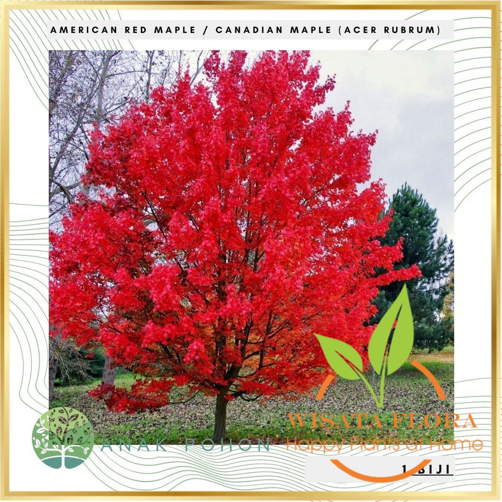 Benih Bibit Biji - American Red Maple / Canadian Maple Tree (Acer rubrum) Seeds - IMPORT Wisata Flora