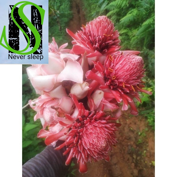 

Promo Bunga Kecombrang Bunga Laka Honje 1 kg
