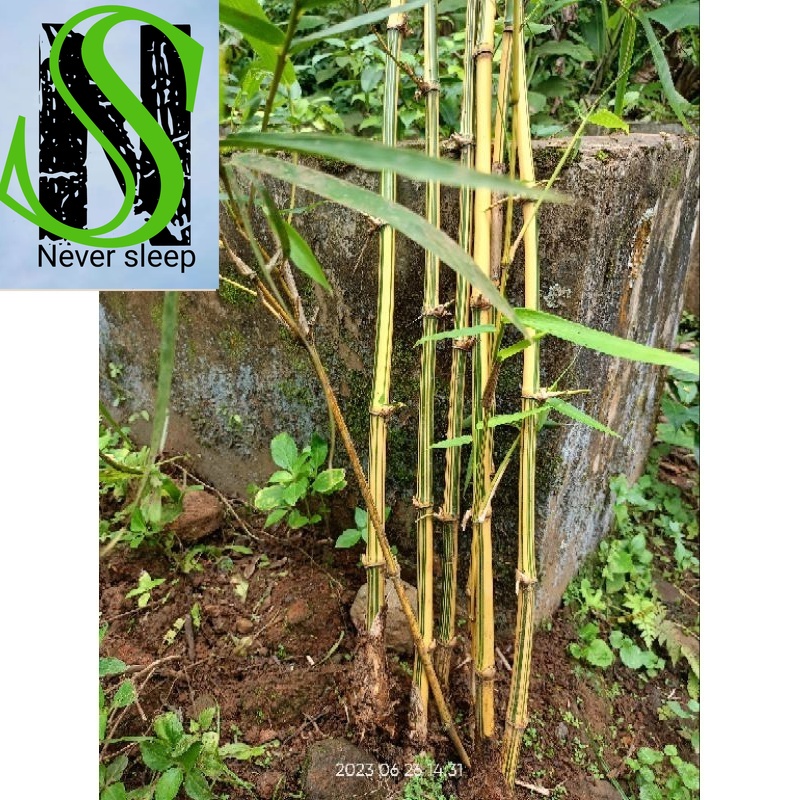 Stek Bambu kuning hias Tanaman Hias Pring kuning Bibit Tanaman grade A COD