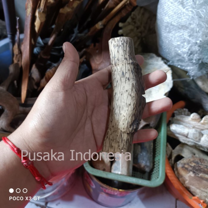 fosil bambu pring petuk ori tinggalan pak karno magis bk megantara sen bisa dibandingkan dgn toko yg lain PI512