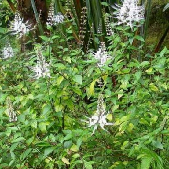 

daun kumis kucing segar per 500 gram