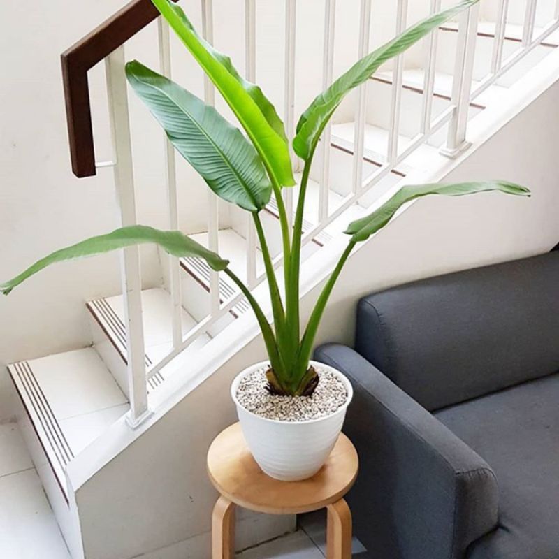 >( BISA COD ) PROMO Tanaman Hias Pisang Kipas Tanaman Indoor Pisang Kipas / Pohon Pisang Kipas Tanam