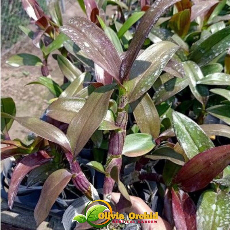 ANGGREK DENDROBIUM ANGGREK DENDRO ANGGREK DENDRO MANGOSTEN DEWASA