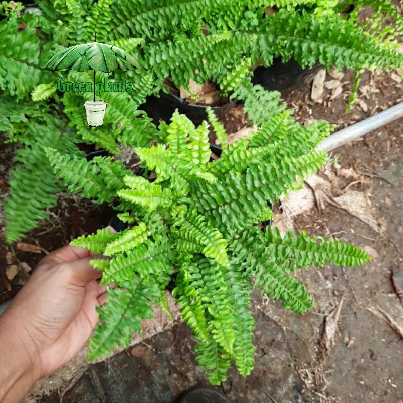 tanaman hias pakis boston hijau daun keriting curly pohon pakis boston keriting