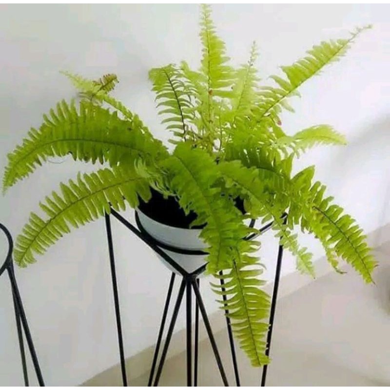 Tanaman hias pakis boston-tanaman pakis hiasan rumah dan taman cod.r