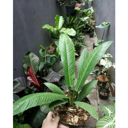 Tanaman Hias Philodendron Lynette - Linet - Pohon Hias Hidup