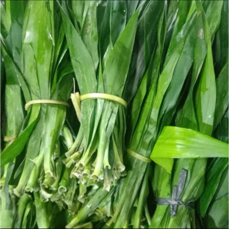 

DAUN SUJI 1 IKAT