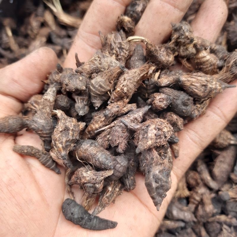 

Bubuk Umbi Rumput Teki & Umbi Rumput Teki Kering isi 100 gr Manggata