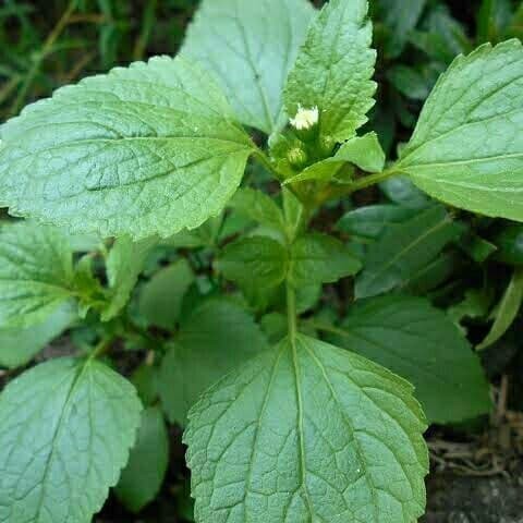 

New Promo Daun Bandotan / Daun Babadotan COD